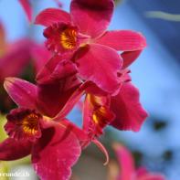 Orchideen Ausstellung in der Orangerie Elfenau 038.jpg
